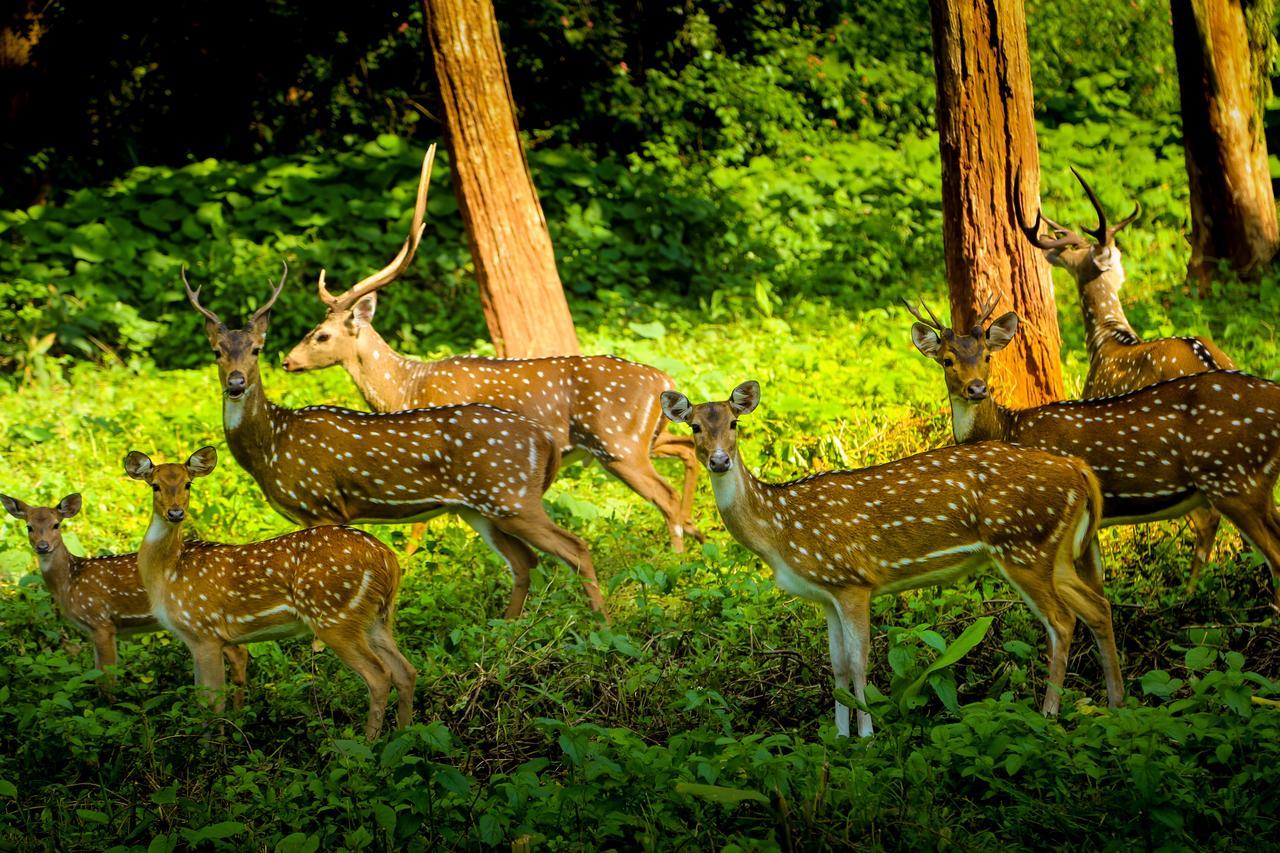 Kings Sanctuary Nagarhole & Kabini Hunsur Екстериор снимка