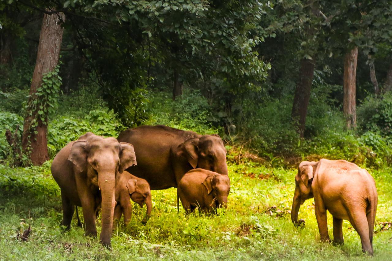 Kings Sanctuary Nagarhole & Kabini Hunsur Екстериор снимка