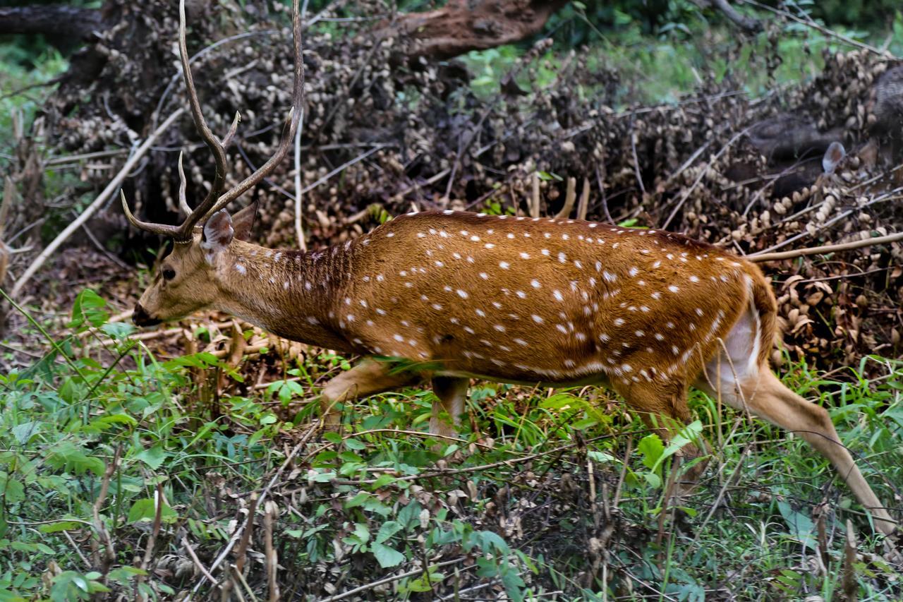 Kings Sanctuary Nagarhole & Kabini Hunsur Екстериор снимка