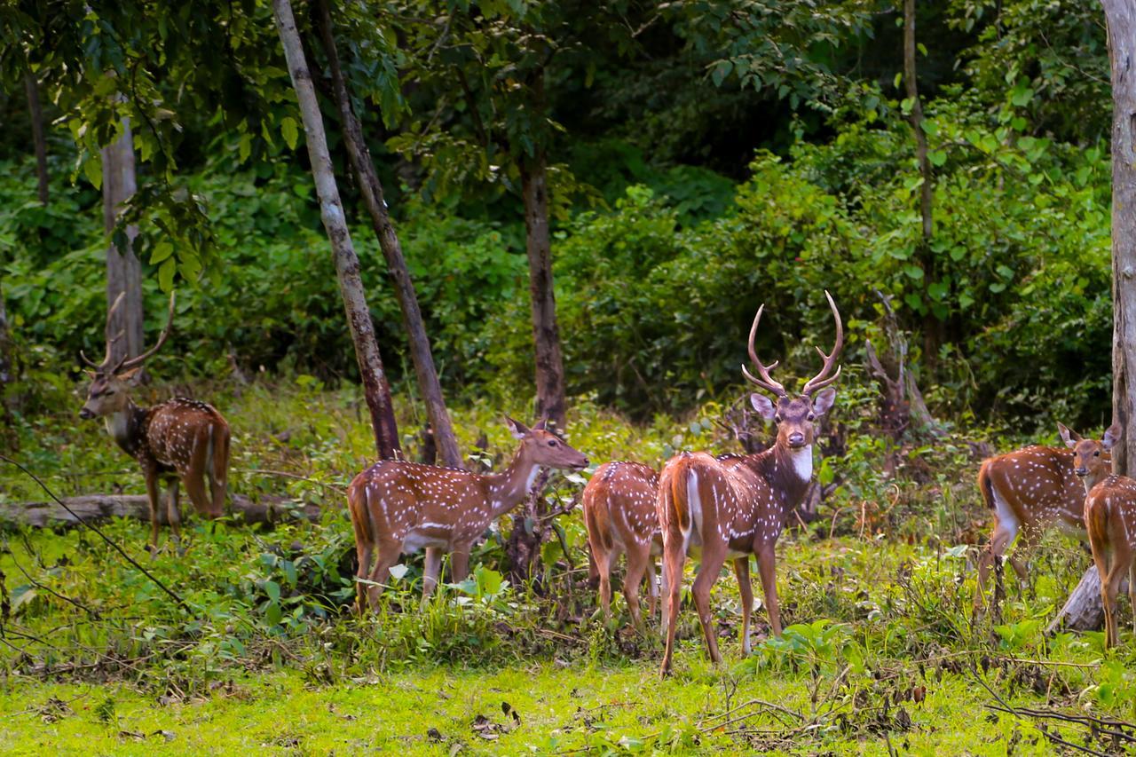 Kings Sanctuary Nagarhole & Kabini Hunsur Екстериор снимка